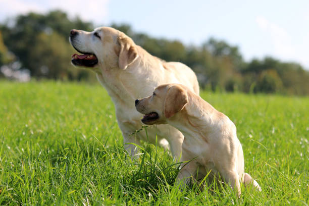 labrador - kräftig zdjęcia i obrazy z banku zdjęć