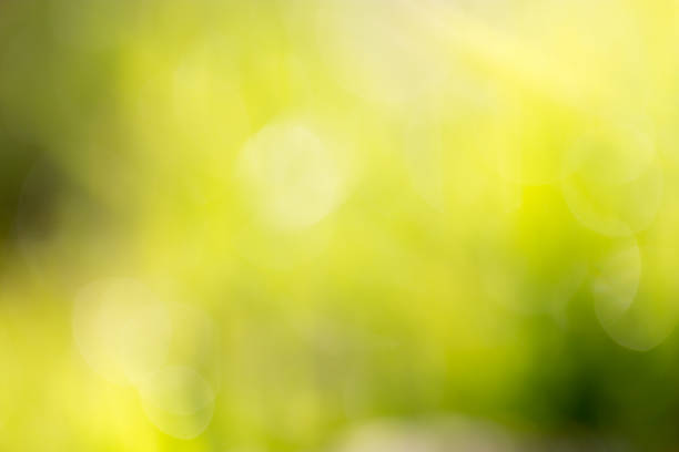 istock beautiful bokeh green nature 859794908