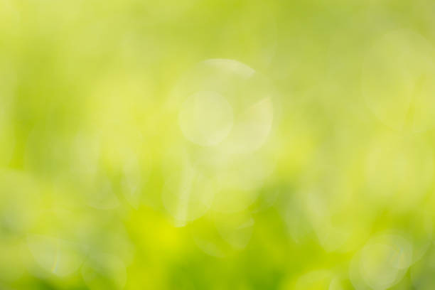 istock beautiful bokeh green nature 859795074