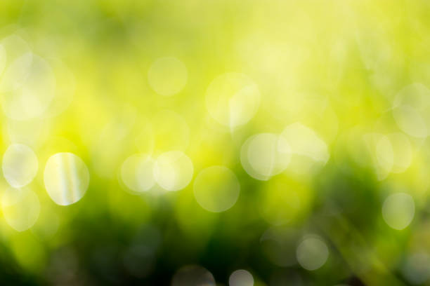 istock beautiful bokeh green nature 859795126