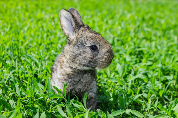istock Little gray rabbit on the green lawn 859799160