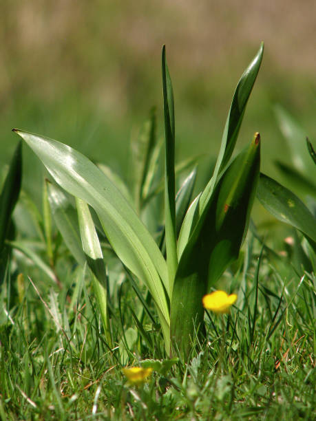 istock Colchicum autumnale flower, autumn crocus, meadow saffron 859799524