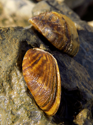 Groundnut Shell Zebra Zebra Mussil Invasive Zebra Shell Stock Photo - Download Image Now - iStock