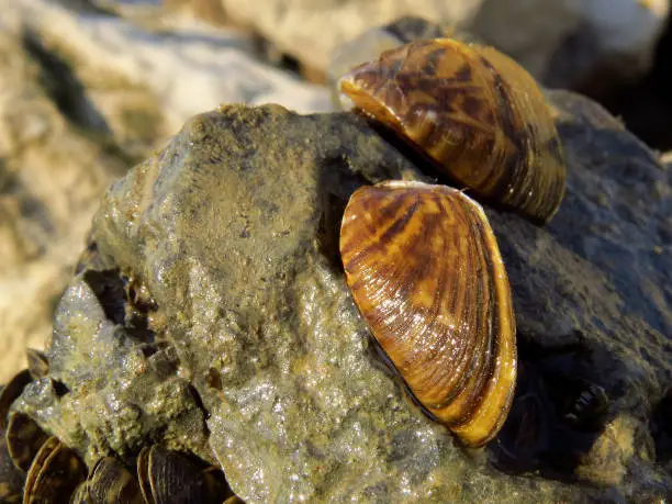 Photo of Zebra mussil (Dreissena polymorpha) invasive zebra shell