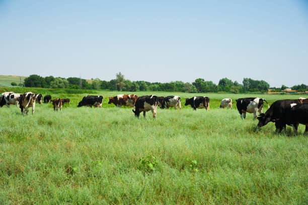 istock Herd of cows grazing 859804270
