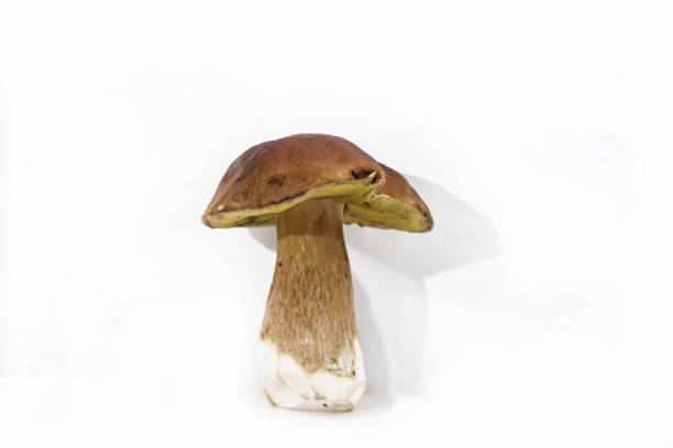 Porcini mushroom in the woods