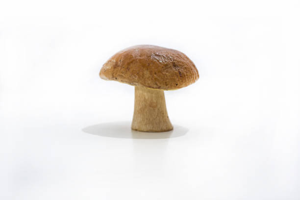 istock Autumn mushrooms collection. 859806714