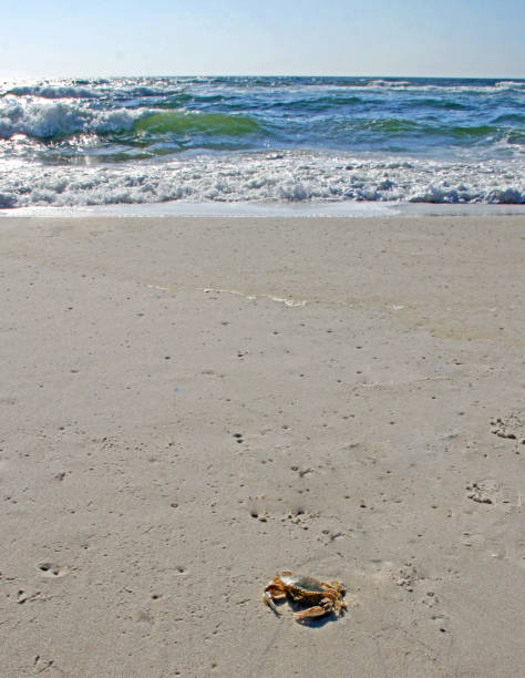 istock beach shoreline waves coming in crab on sand 859807408