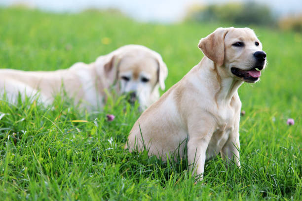 labrador - kräftig imagens e fotografias de stock