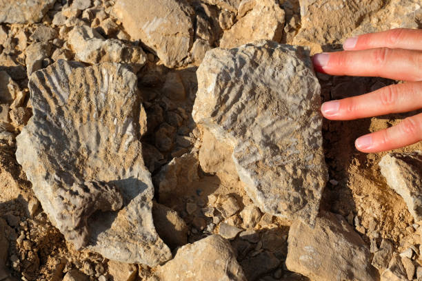 istock Two fossil stones on the rock. 859807546