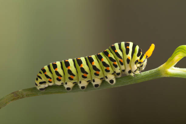istock green caterpillar machaon on dill 859807624