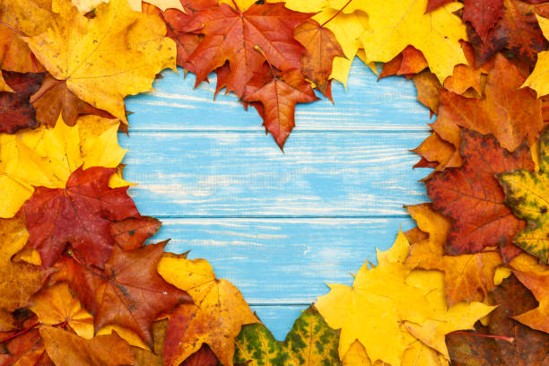 осенние кленовые листья в форме сердца на синем деревянном фоне - maple leaf close up symbol autumn стоковые фото и изображения