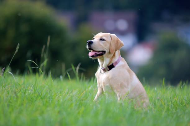 labrador - kräftig fotografías e imágenes de stock