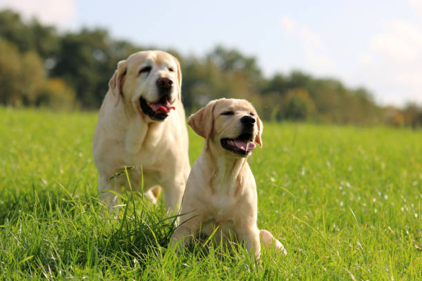 retriever du labrador - kräftig photos et images de collection