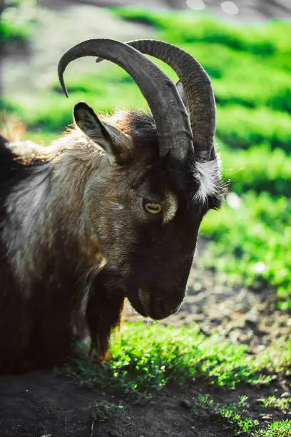 The Hornless brown goat at the meadow