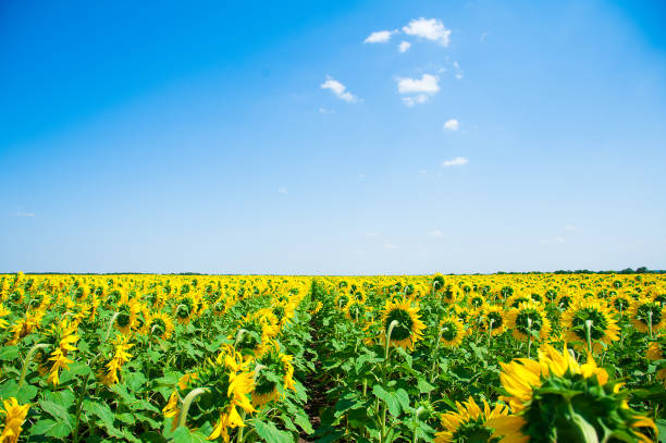 istock Sunflower field. Summer landscape 859817564