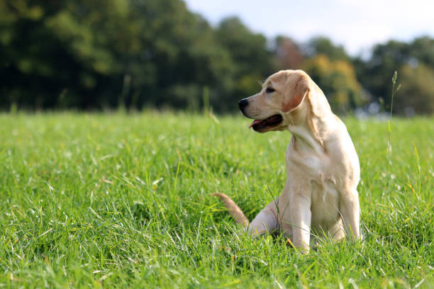 labrador - kräftig fotografías e imágenes de stock