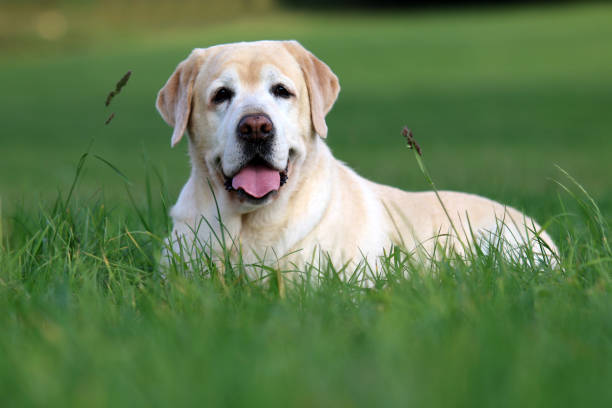 labrador retriever - kräftig - fotografias e filmes do acervo