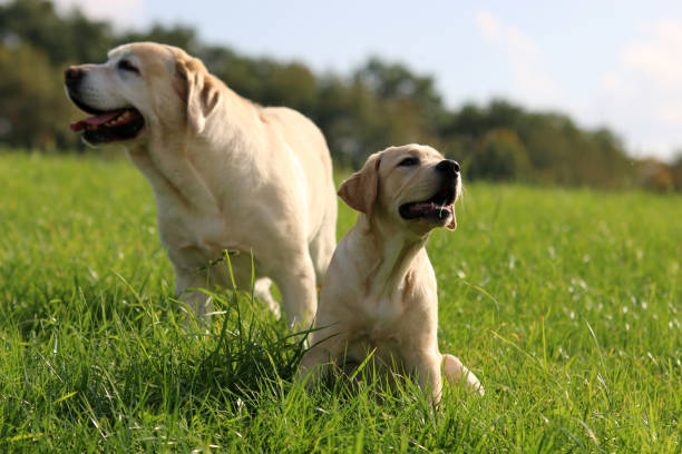 labrador - kräftig fotografías e imágenes de stock