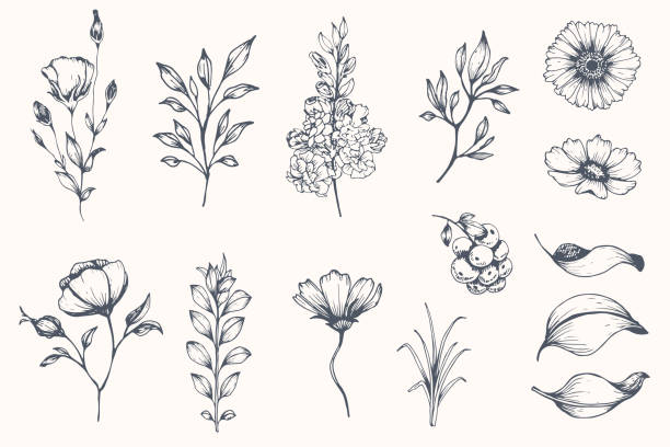 ilustrações de stock, clip art, desenhos animados e ícones de vector collection of hand drawn plants. - inks on paper design ink empty