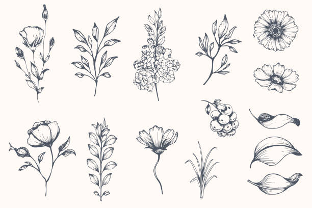 Vector collection of hand drawn plants. Vector collection of hand drawn plants. Botanical set of sketch flowers and branches branch plant part illustrations stock illustrations