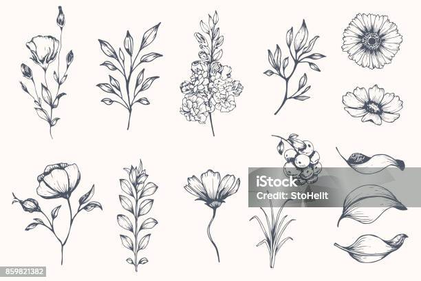 Vector Collection Of Hand Drawn Plants Stock Illustration - Download Image Now - Flower, Illustration, Leaf