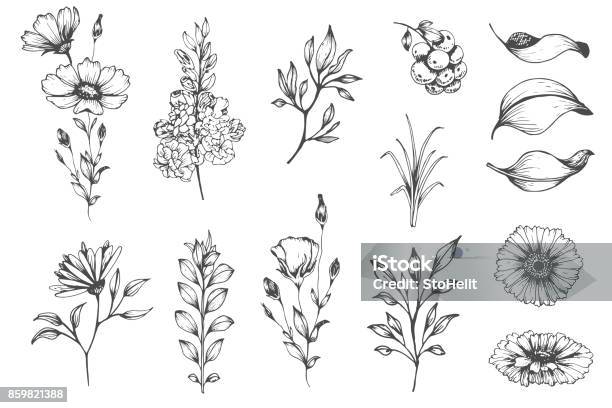 Set Botanico Di Fiori Di Schizzo - Immagini vettoriali stock e altre immagini di Fiore - Fiore, Illustrazione, Disegno