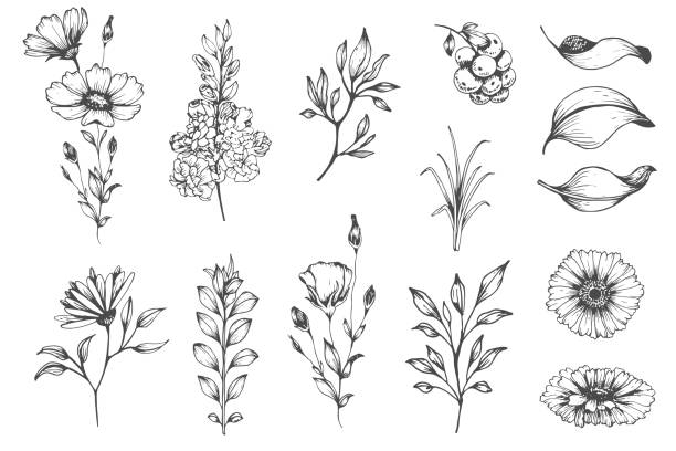 Botanical set of sketch flowers Vector collection of hand drawn plants. Botanical set of sketch flowers and branches nature silhouettes stock illustrations