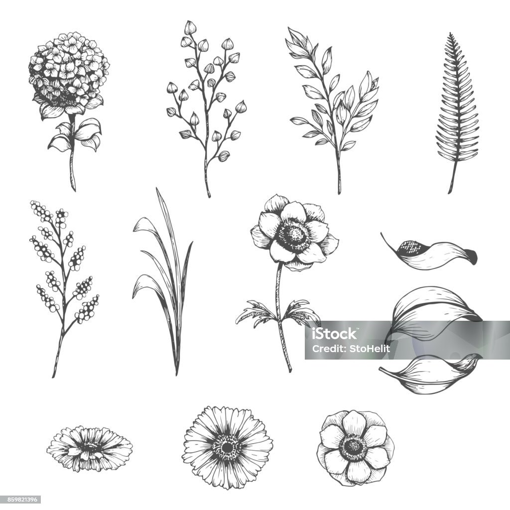Botanical set of sketch flowers Vector collection of hand drawn plants. Botanical set of sketch flowers,  branches and leaves Hydrangea stock vector