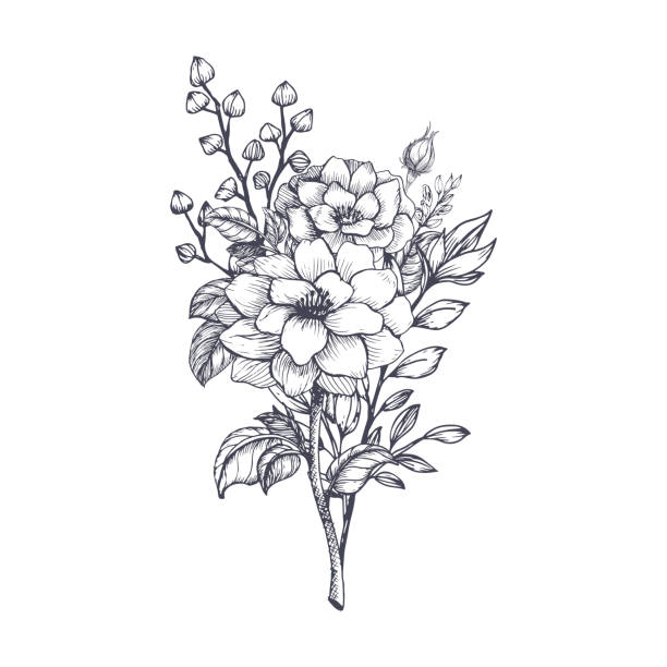 ilustraciones, imágenes clip art, dibujos animados e iconos de stock de ramo de flores dibujadas a mano - ramos