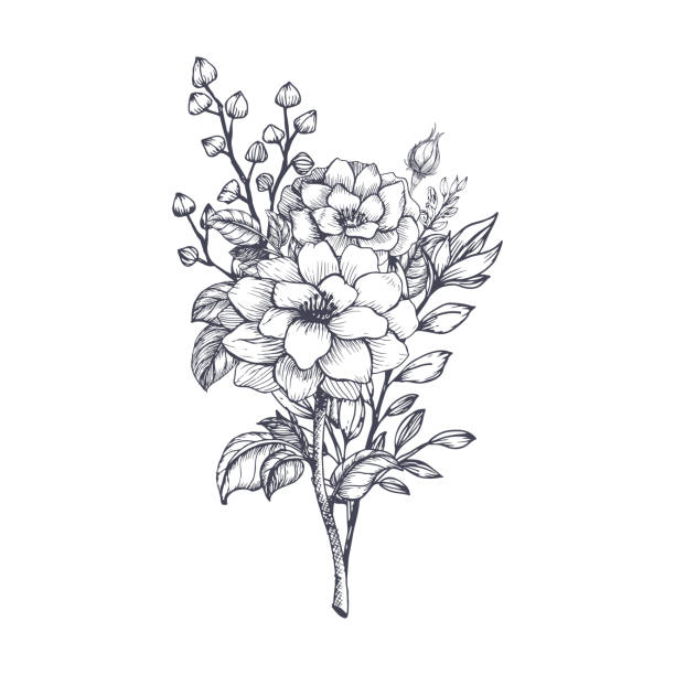 손으로 그린된 꽃 꽃다발 - white background plant flower herb stock illustrations