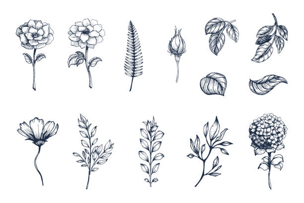 kolekcja wektorowa ręcznie rysowanych roślin. botaniczny zestaw szkicowych kwiatów, gałęzi i liści - pencil drawing obrazy stock illustrations