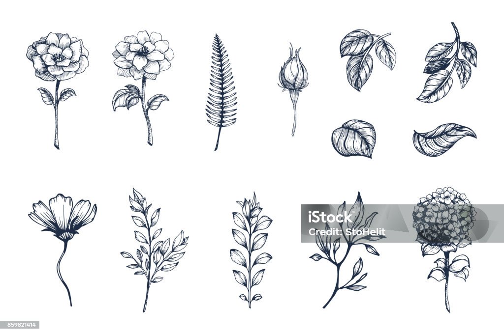 Vector collection of hand drawn plants. Botanical set of sketch flowers,  branches and leaves Flower stock vector