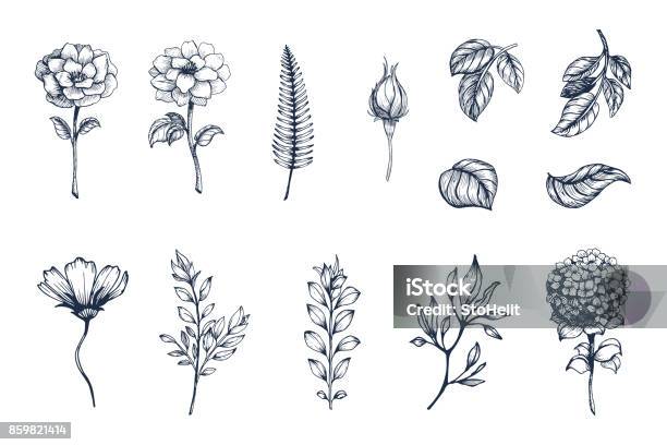 Vector Collection Of Hand Drawn Plants Botanical Set Of Sketch Flowers Branches And Leaves Stock Illustration - Download Image Now