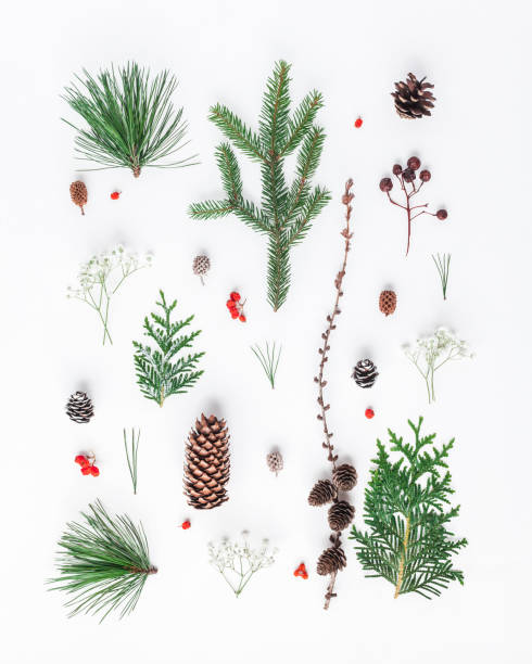 Pattern made of different winter plants. Flat lay, top view