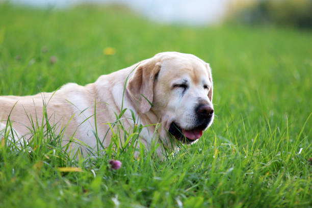 labrador - kräftig imagens e fotografias de stock