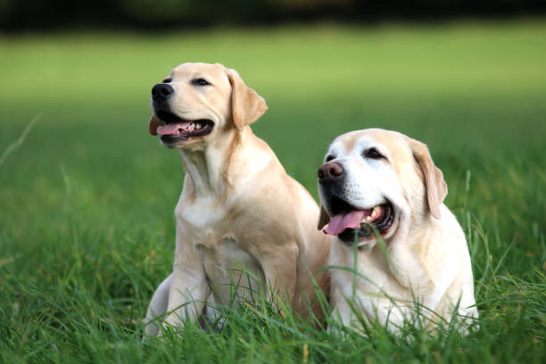 labrador - kräftig zdjęcia i obrazy z banku zdjęć