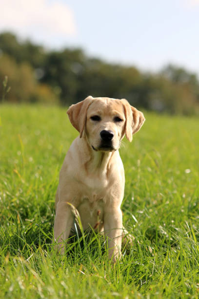 labrador - kräftig zdjęcia i obrazy z banku zdjęć