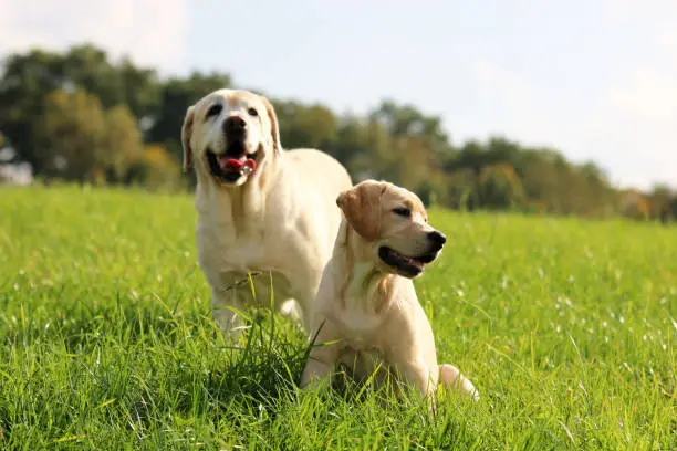 Puppy with grandma