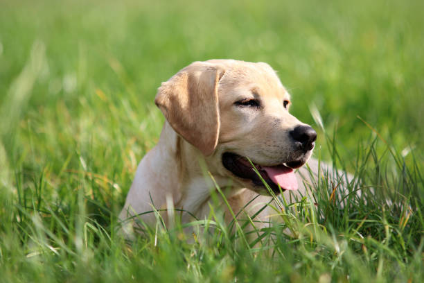 labrador - kräftig fotografías e imágenes de stock