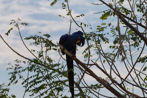 Hyacinth macaw close up from Pantanal, Brazil.  Brazilian wildlife. Biggest parrot in the world. Anodorhynchus hyacinthinus