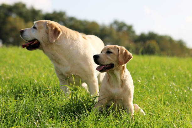 labrador retriever - kräftig - fotografias e filmes do acervo