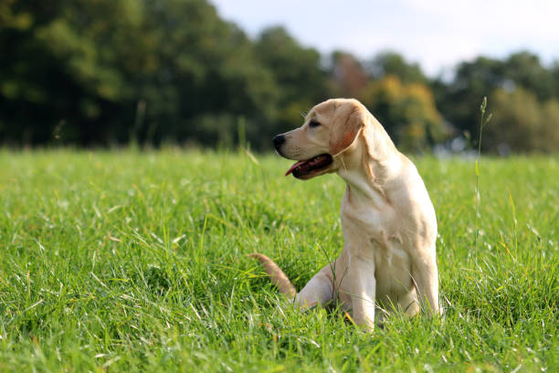 Labrador Puppy sonne stock pictures, royalty-free photos & images