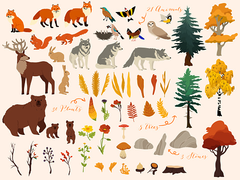Set of cute autumn forest elements - animals, trees and other. Vector decorative cute illustration for design