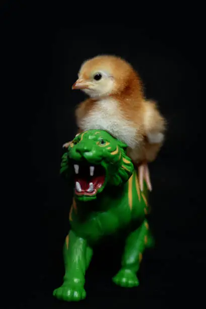 Baby chick rides He-Man Lion