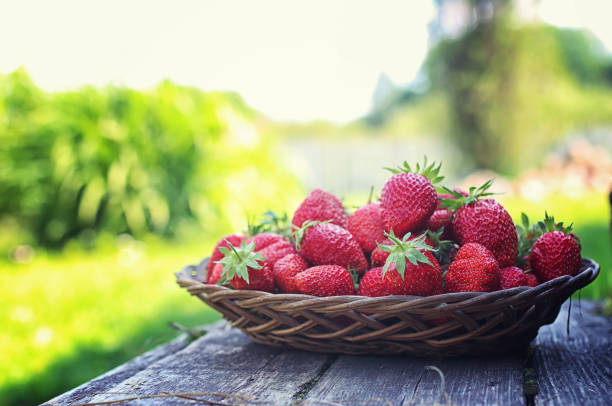 istock Strawberry in wicker plate on wooden background 859829430