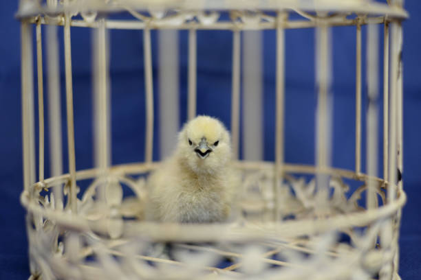 White baby chick is trapped in a cage