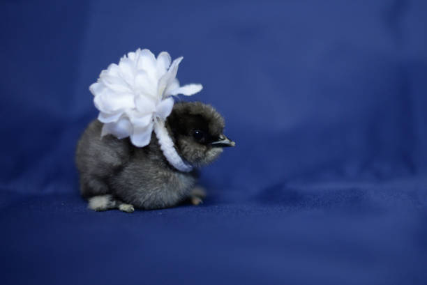 istock Baby chick wears flower 859829482