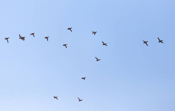 istock a flock of ducks on a blue sky 859829786
