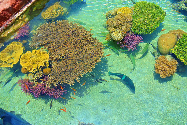 istock Bright colors of corals. Eilat. Israel 859833338